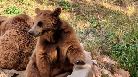 grizzly bear cubs resting in a natural habitat