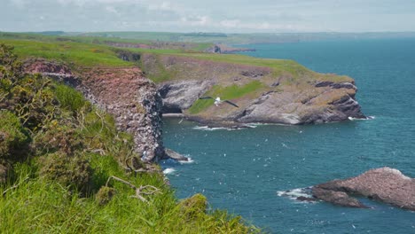 seagull hovering above fowlsheugh cliffs with seabird colony, scotland