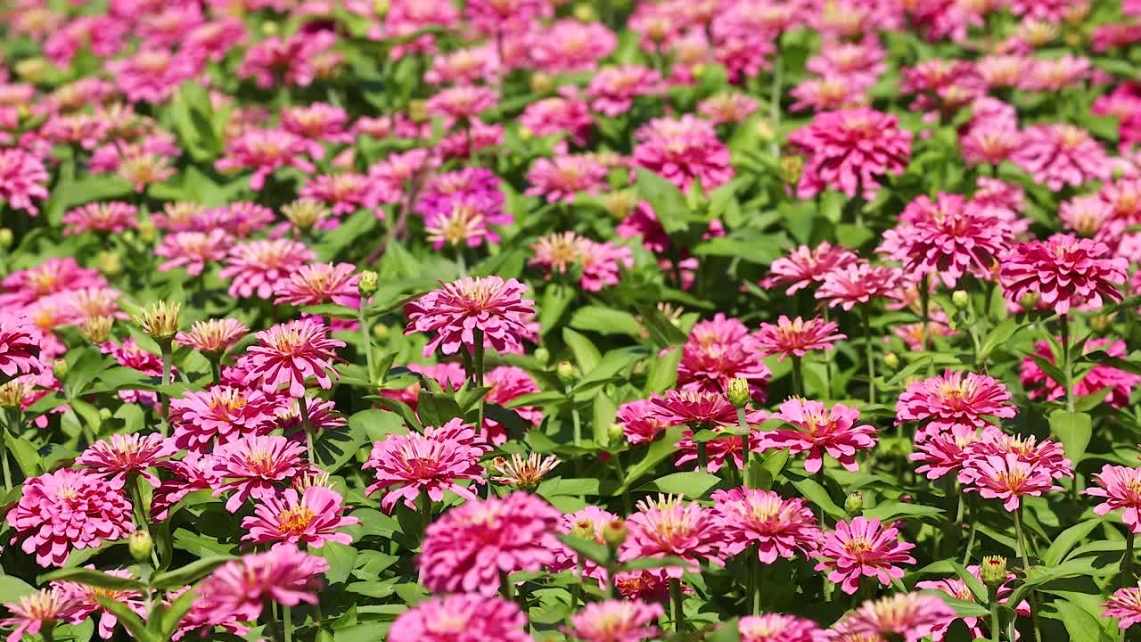 zinnias vibrantes en el parque suan luang rama ix