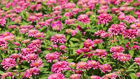 zinnias vibrantes en el parque suan luang rama ix