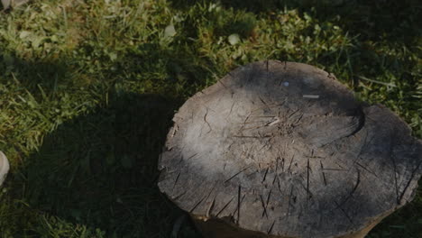 a man drives an axe into a tree stump
