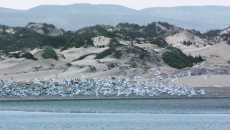 flock-of-swift-terns-flying-up-over-a-laguna-with-sandy-dunes-in-background,-slow-motion-long-shot