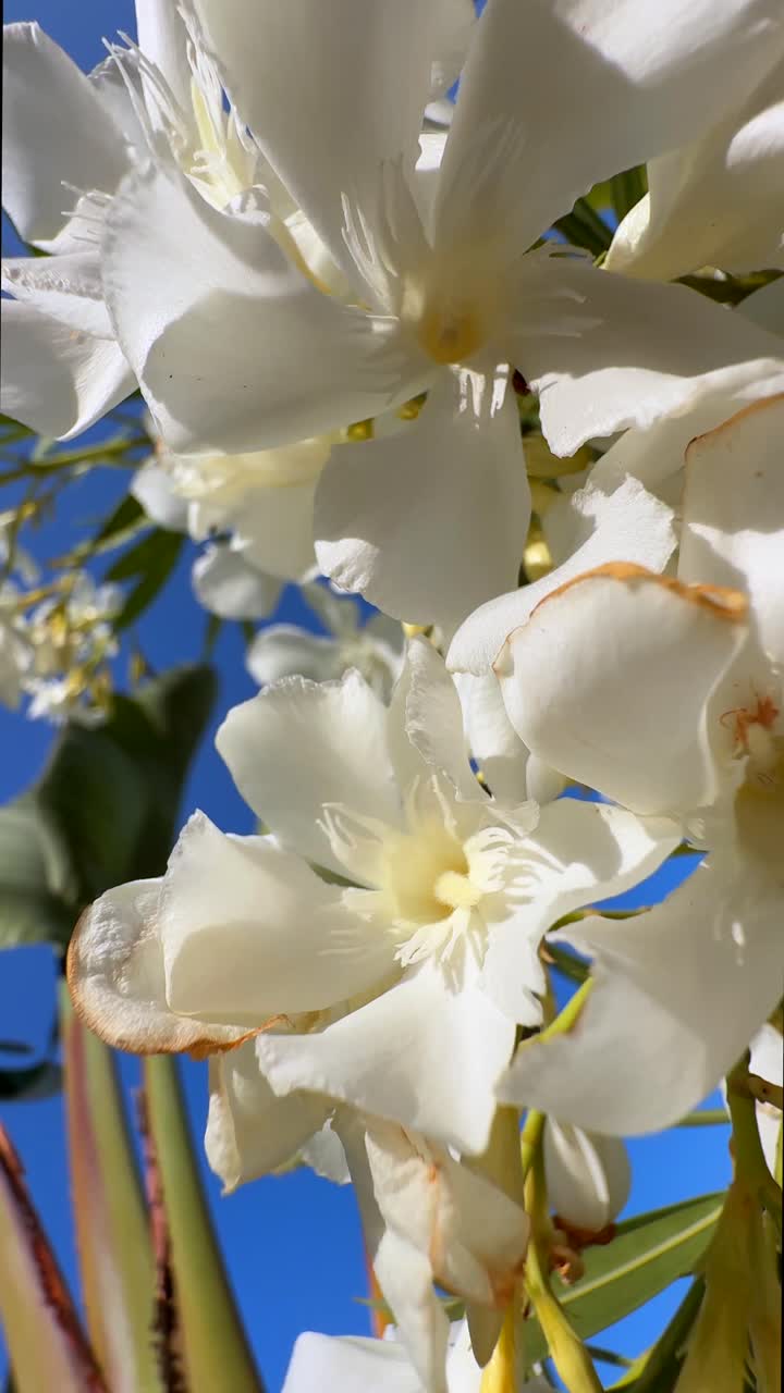 Close-up of beautiful white Oleander flowers against a clear blue sky