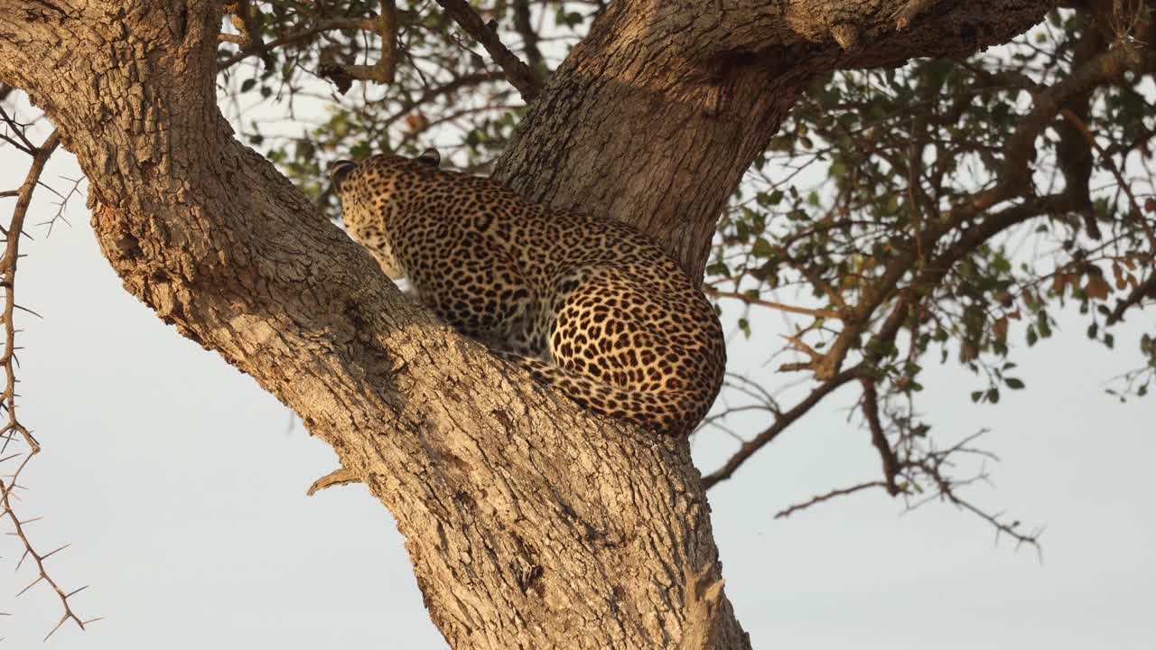 Kenya, Masai Mara'da bir ağacın çatallı dalında rahatına kurulan bir leopar.