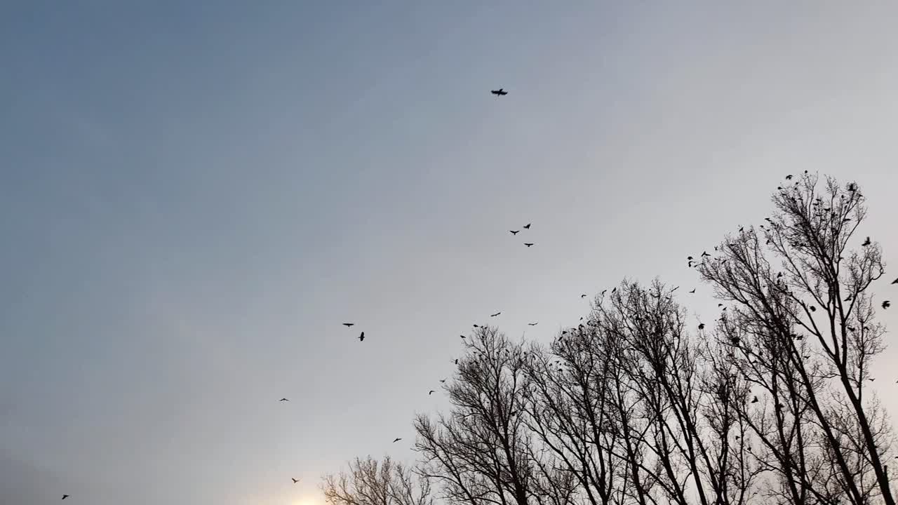 Crows flock in the winter dusk, their black silhouettes stark against an orange sunset. Bare branches rise into the frosty air as quiet and cold blanket the scene in serene stillness.