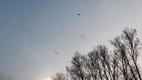 crows flock in the winter dusk, their black silhouettes stark against an orange sunset. bare branches rise into the frosty air as quiet and cold blanket the scene in serene stillness.