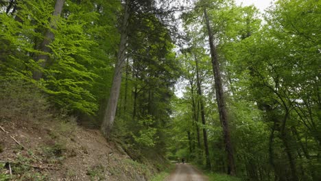 Low-angle-view-of-tall-pine-trees-and-canopy-in-a-luscious-green-forest