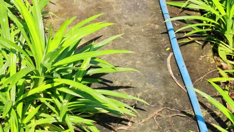 blue hose along mossy path surrounded by lush green plants