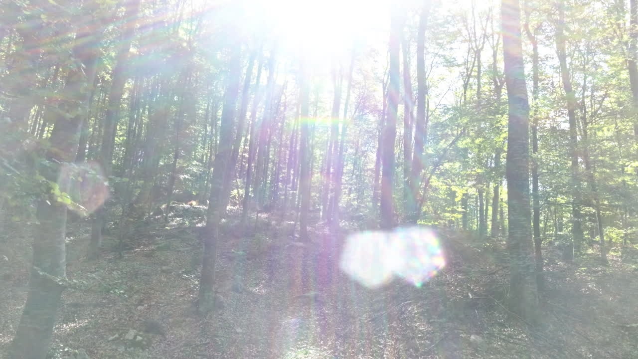 сцена солнечного леса