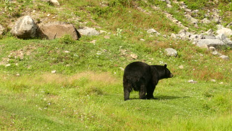 Un-Oso-Negro-Grande-Y-Gordo-Caminando-Por-Un-Prado-De-Montaña-En-Un-Día-Soleado