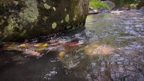 a fast-flowing river stream with thrown garbages in tropical forest