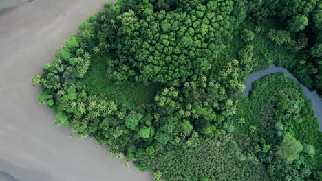 paraíso tropical en la playa tropical de cola de ballena en costa rica