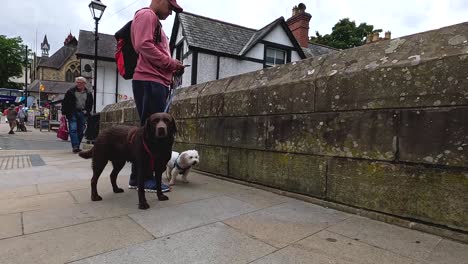 personas paseando perros en una calle concurrida