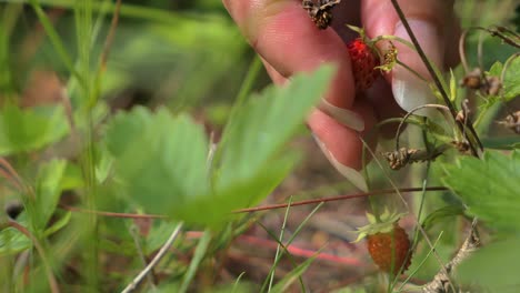 Frau-Pflückt-Walderdbeeren-In-Der-Natur