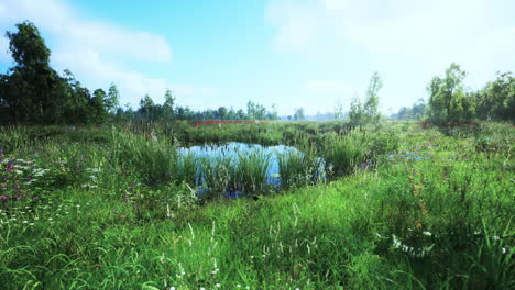 tranquil meadow with a pond and lush grass