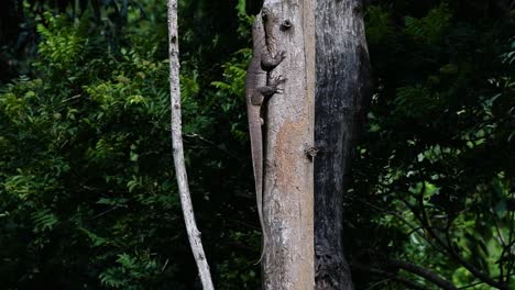 El-Lagarto-Monitor-Nublado-Se-Encuentra-En-Tailandia-Y-Otros-Países-De-Asia