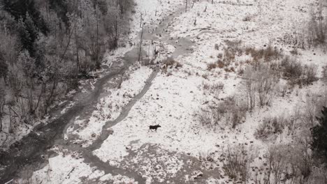 Aerial drone view of a moose roaming through a frozen swampy winter landscape near forest. Wildlife animals in nature with snow covered ground.