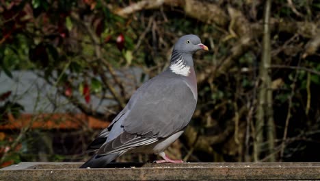 Paloma-Torcaz-Columba-Palumbus