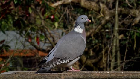 paloma torcaz columba palumbus