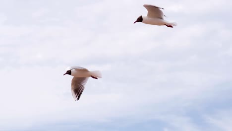 gulls in the summer sky