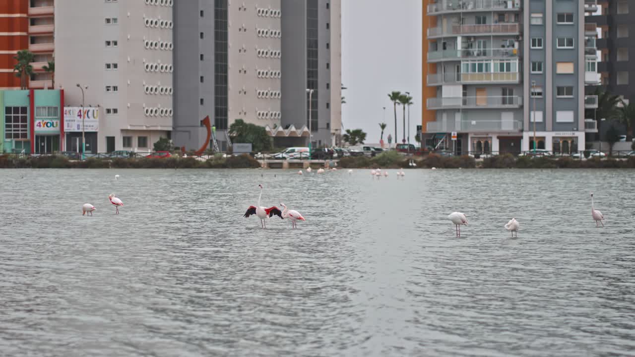 가을 도심의 작은 인공 호수에 있는 플라밍고 떼, 침착하게 먹고 걷고 먹기