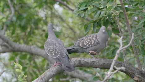 pair of two spot winged pigeon birds stand back to back then side by side in tree