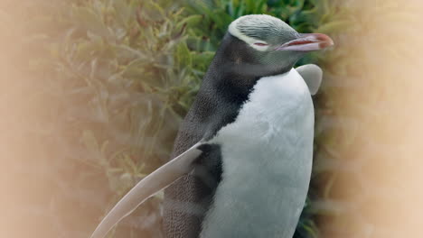 a lethargic, yellow-eyed penguin at sunset in katiki point lighthouse, moeraki, new zealand - close up
