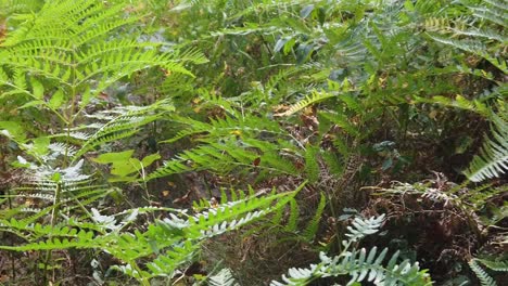 planta de helecho en el bosque