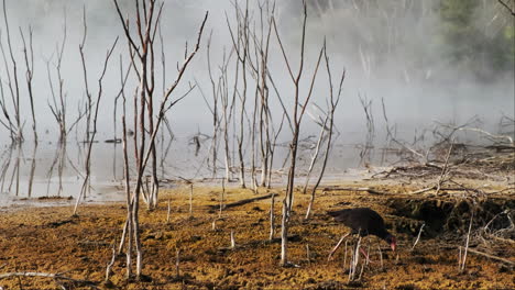 un pantano, pukeko, caminando por el paisaje geotérmico con un estanque humeante en el fondo