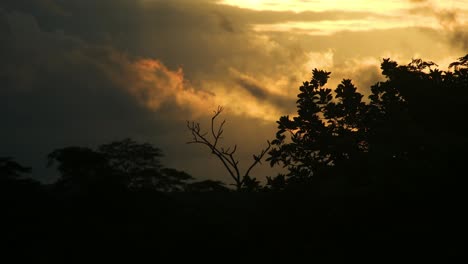 Dämmerungssilhouette-Eines-Vogels-Auf-Einem-Ast-Im-Amazonas-Regenwald