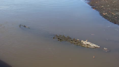 Cocodrilo-Grande-Sumergido-Muy-Cerca-De-La-Orilla-En-El-Río-Tarcoles,-Costa-Rica