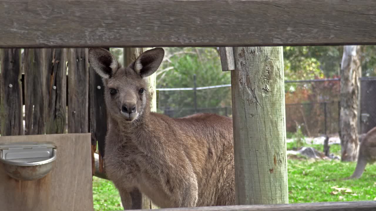 canguro australiano en cautiverio