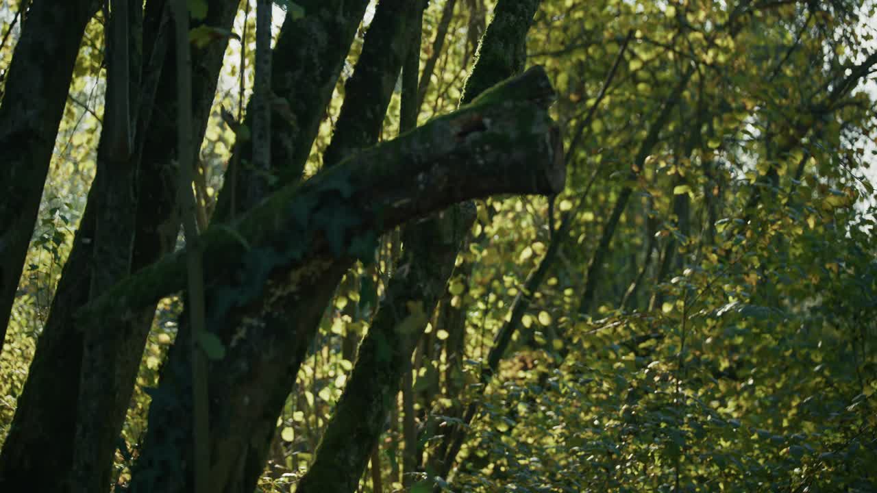 Moss covered broken branch amid dense sunlit woodland in Lonjsko polje Krapje