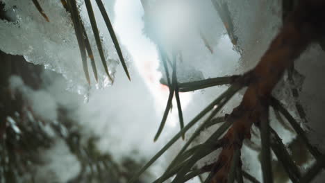 Tannenzweige-Mit-Schneebedeckten-Nadeln-Im-Winterwald