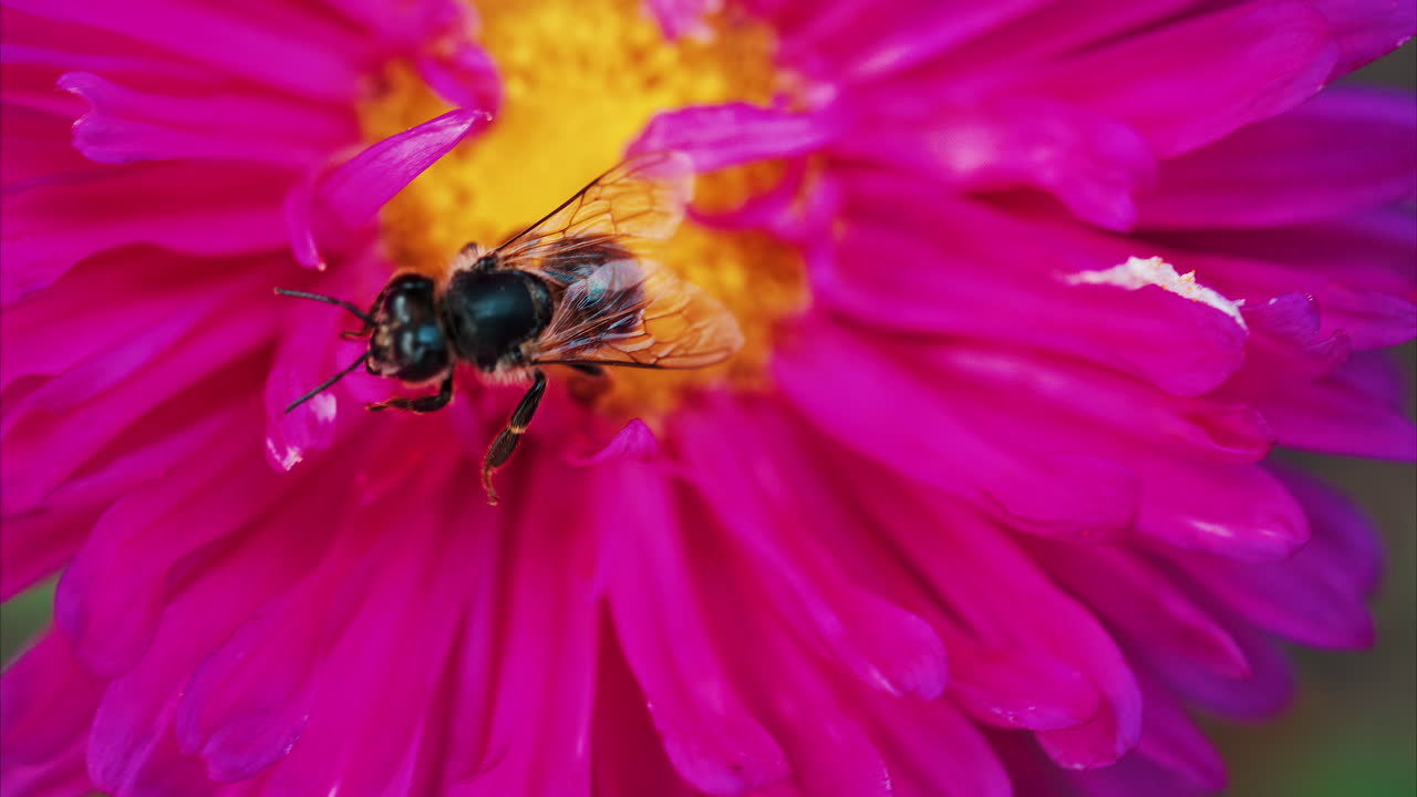 Vibrant close up of a bee collecting nectar on a bright pink flower in a garden