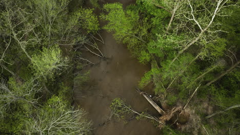 un hábitat junto al agua de bosque de humedales y río de lobo fangoso