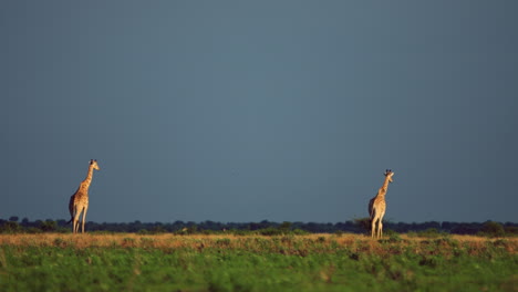fixed wide shot of two giraffes walking away from the camera in central kalahari game reserve in botswana southern africa
