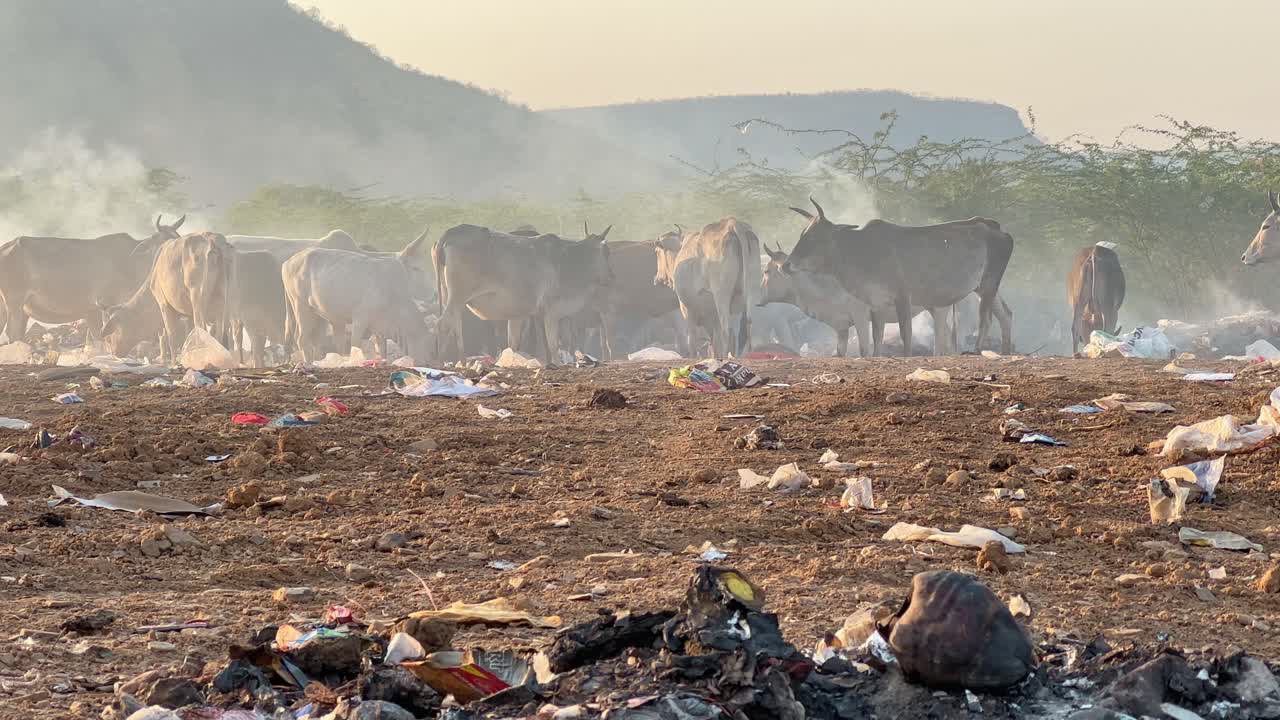 A group of cows standing and eating from the garbage and Plastic ingestion can lead to a buildup in the rumen, affecting digestion and potentially causing death