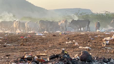 a group of cows standing and eating from the garbage and plastic ingestion can lead to a buildup in the rumen, affecting digestion and potentially causing death