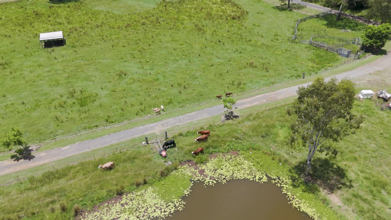 소 들 은 연못 과 도로 근처 에서 자유롭게 돌아다닌다