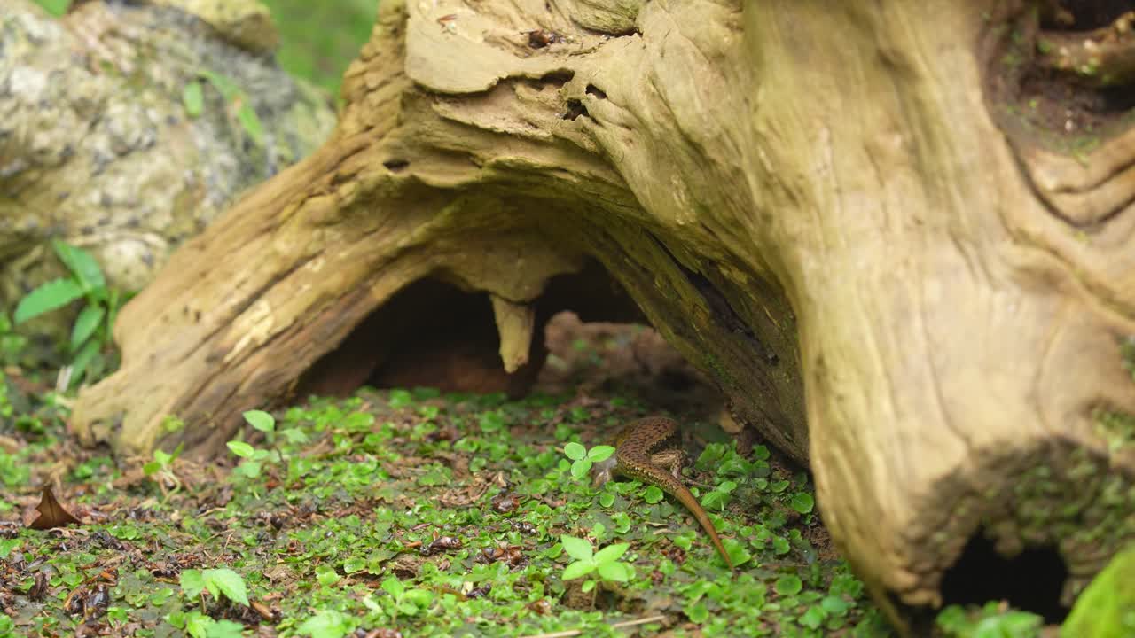 Garden lizard are one of the most common types of lizards found in Indonesia hiding under the wood