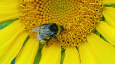 bumblebee collects pollen from a sunflower slow motion 4k