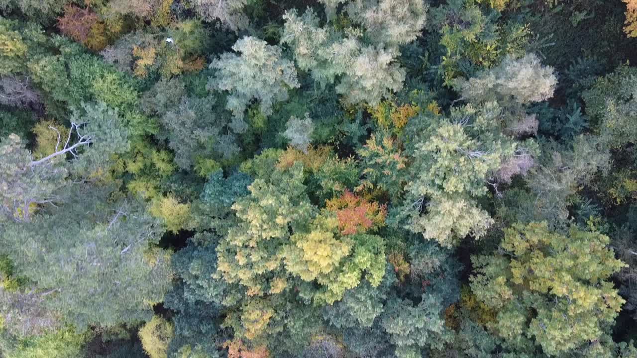 A danish forrest in autumn colors.
Filmed at Vellerup Vig, Denmark.