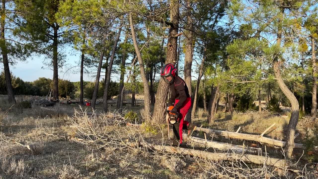 mujer cortando en pedazos un pino en el bosque español con una motosierra