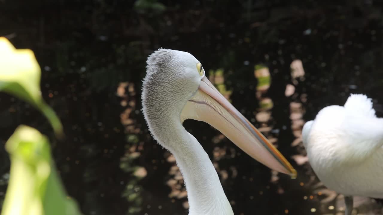 Close-Up of Australian Pelican with Long Beak in Natural Habitat