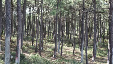 Pine-tree-forest-with-sap-collectors-attached-to-pine-tree-trunks