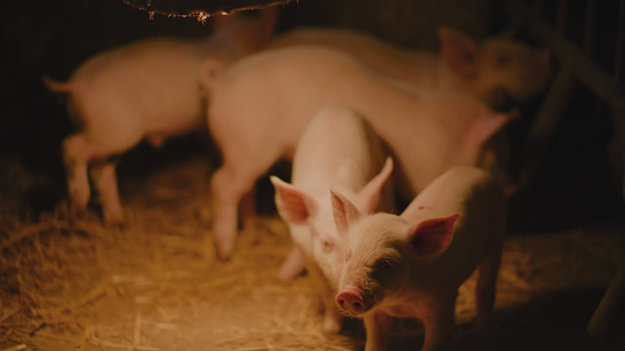 창고 에 있는 새끼 돼지 들