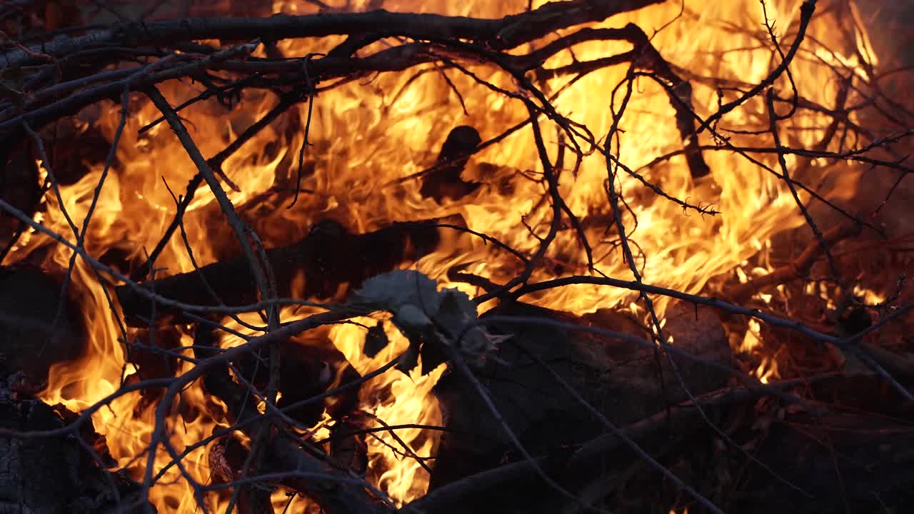 Wildfire burning trees, wood, branches in cinematic slow motion