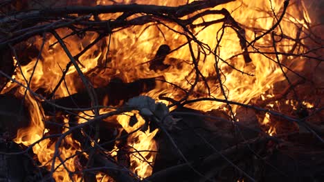 Wildfire-burning-trees,-wood,-branches-in-cinematic-slow-motion