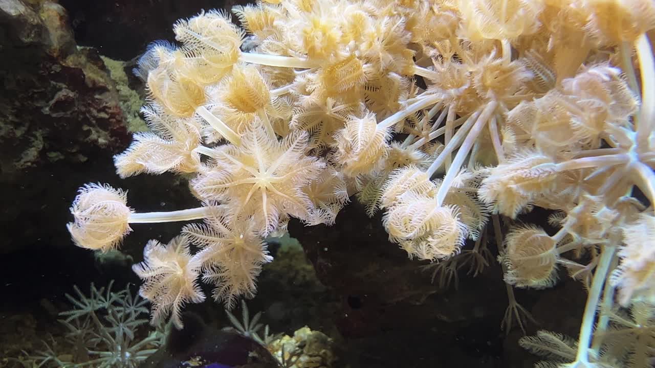 corales blandos amarillos moviéndose en el agua en un acuario
